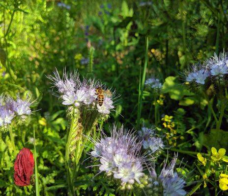 Biene auf Phacelia-Blume